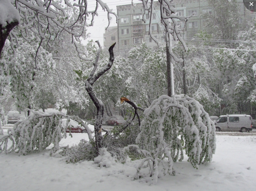 Поламане дерево